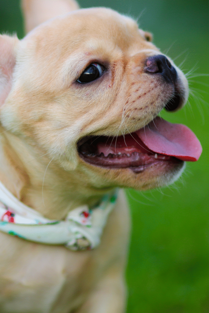 French Bulldogs