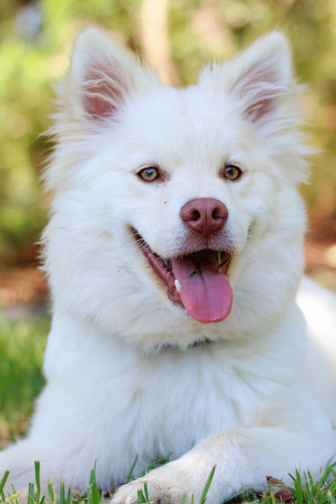 Healthy Eyes in Dogs