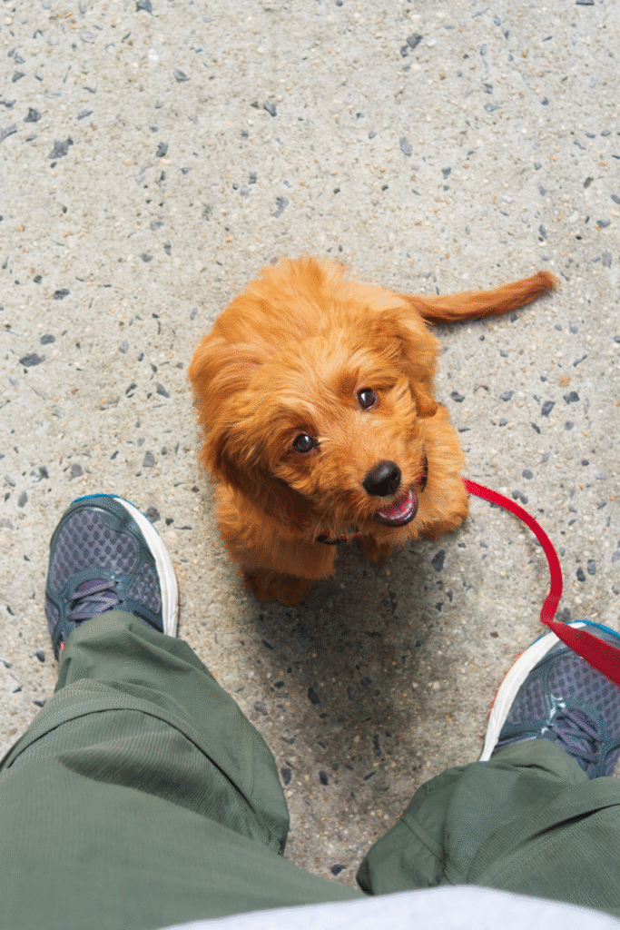 Puppy Training Tips