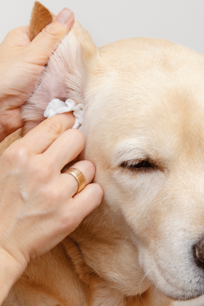 Dog Parasites 