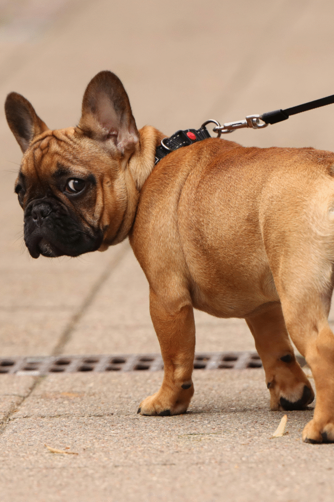 French Bulldogs