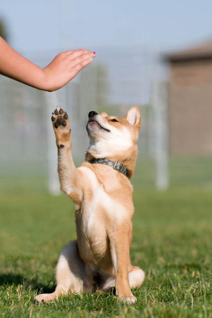 Puppy Training Tips