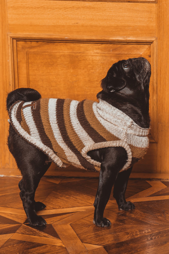 Dog Winter Care Essentials