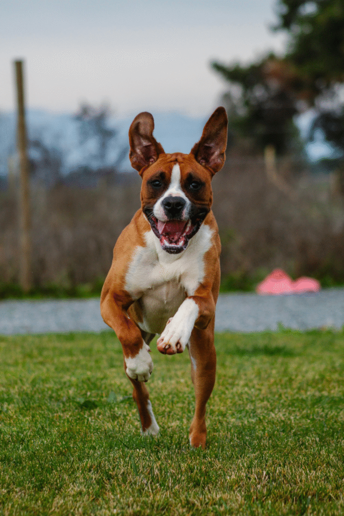 Boxer