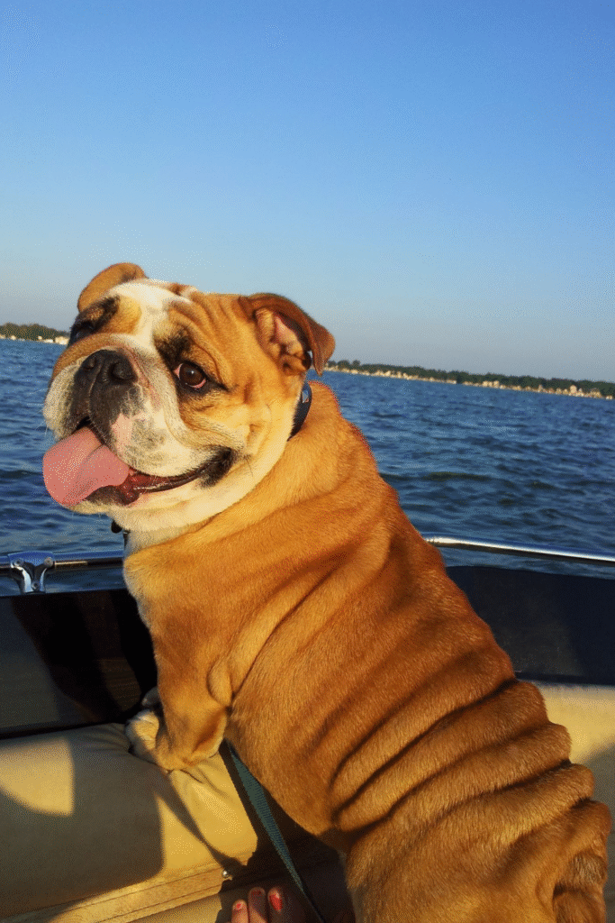 5. Bulldog