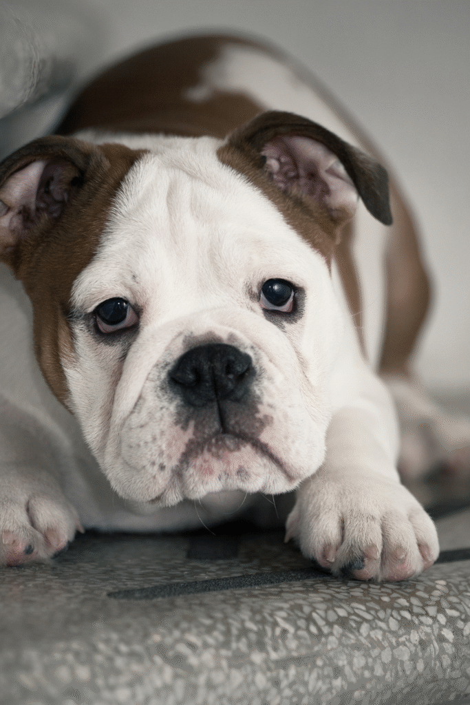 fear of dogs