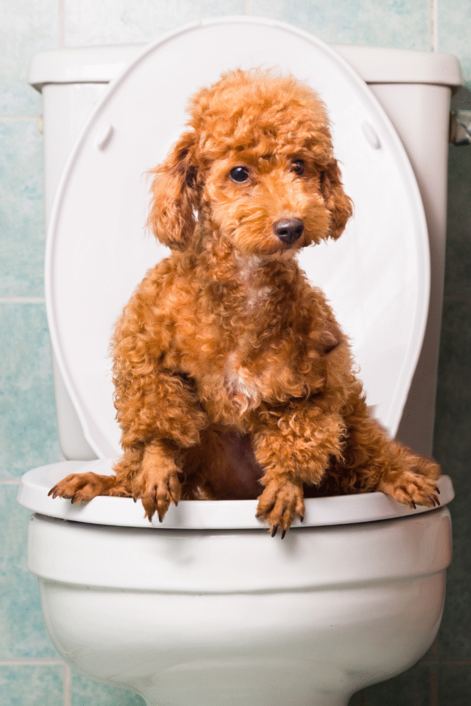 Puppy Training Tips