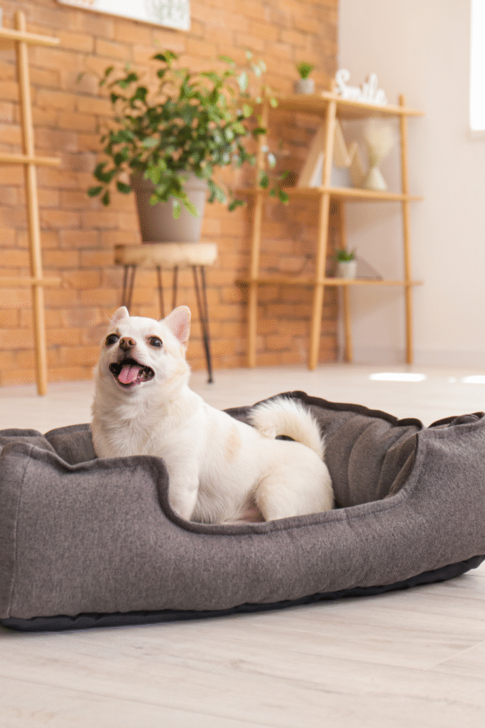 Dog Bed