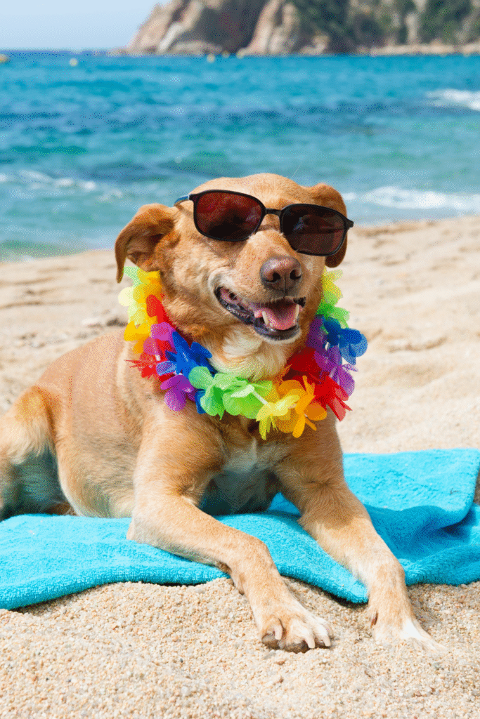 Beach Vacations with Dogs