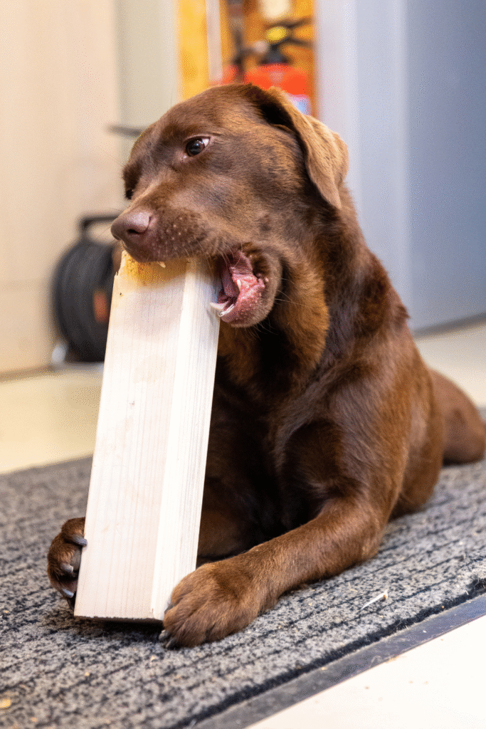 Basic Obedience of Dogs: Proven Training Methods for All Breeds