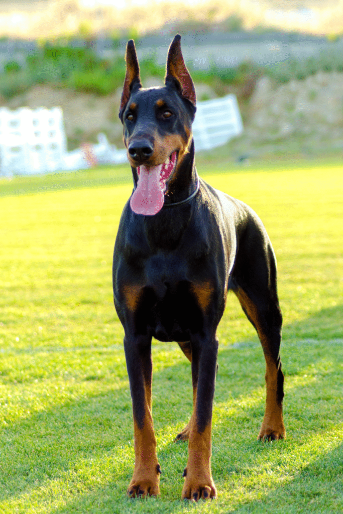 7. Doberman Pinscher