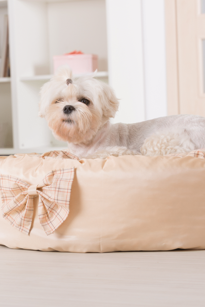 Dog Bed
