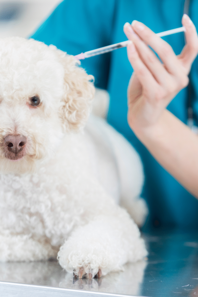 Dog Vaccination Schedule
