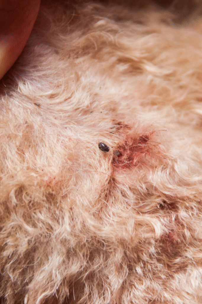 Dog Parasites 