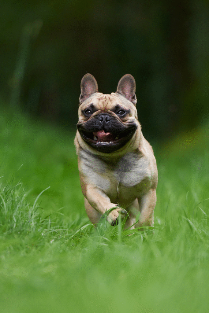 French Bulldogs