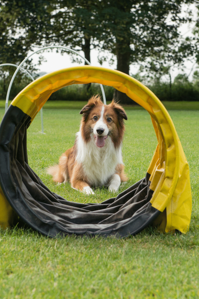 DIY Dog Training Tools