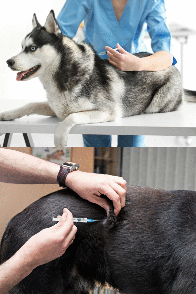 Dog Vaccination Schedule
