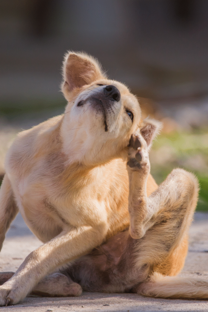 Dog Parasites 