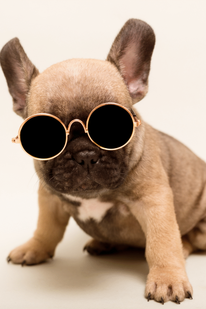 French Bulldogs
