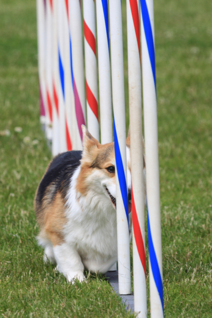DIY Dog Training Tools