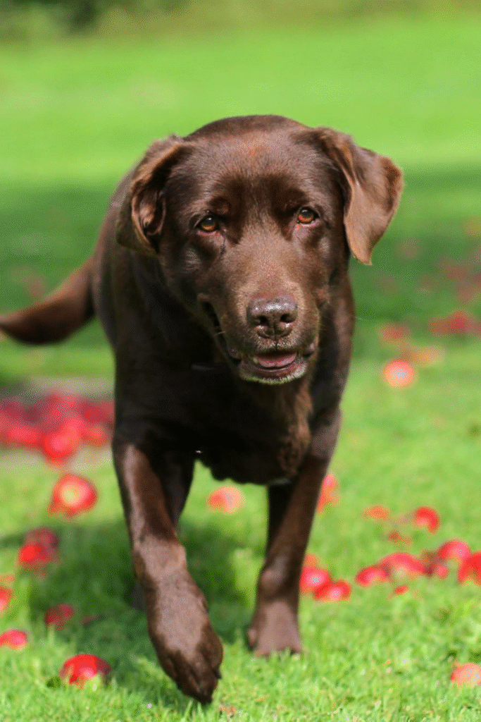 🐕 Labrador Retriever Care Guide: Training, Health & Grooming Tips