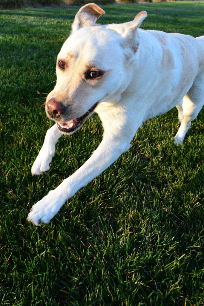 Labradors