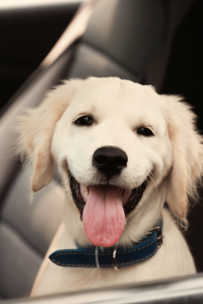 Labrador Retriever