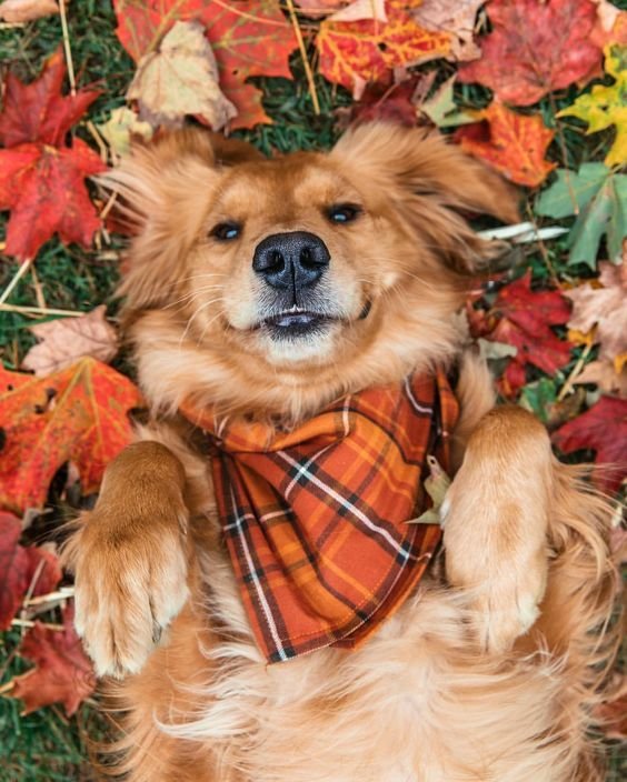 Creative Dog Photography Ideas {#creative-ideas}