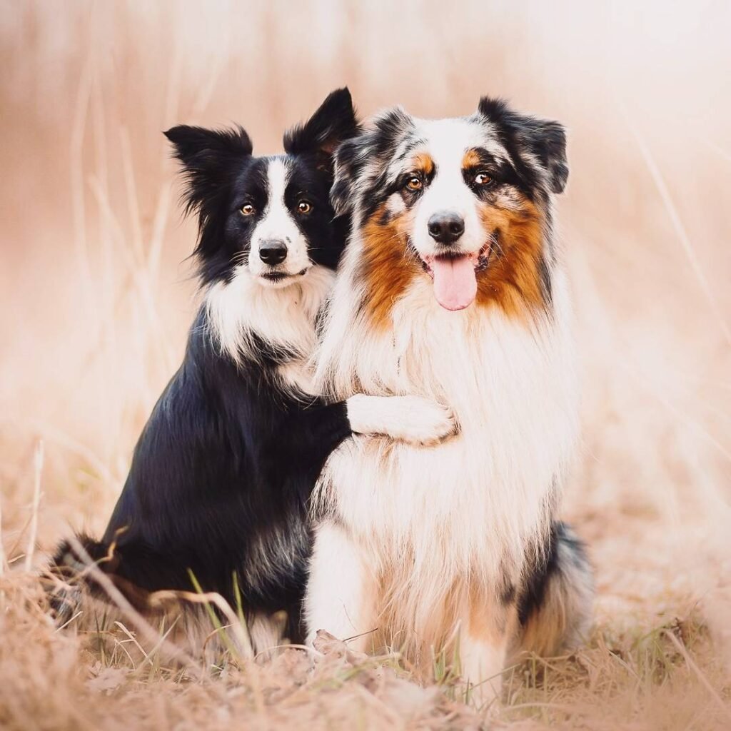 dog photography