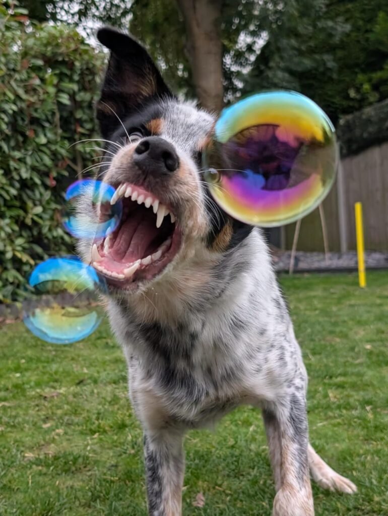 Dog photography