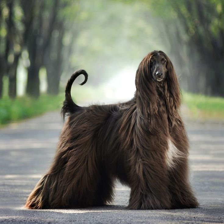 dog photography