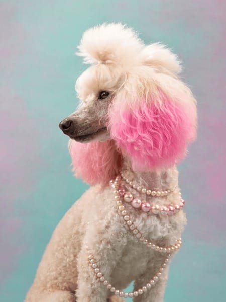 Indoor Dog Photography Ideas {#indoor-ideas}