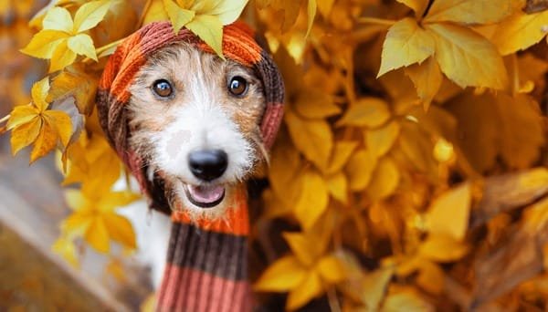 Creating Seasonal Traditions with Your Dog