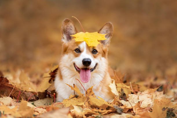 Fall Festivities: Harvest Season Play