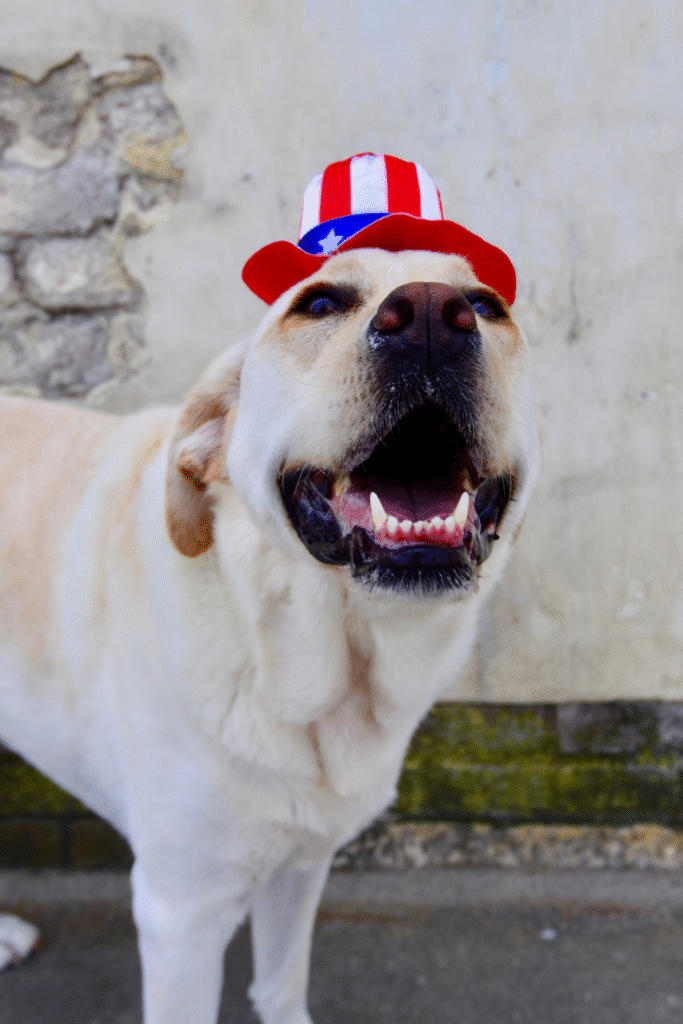 📊 Labrador Retriever Care Table