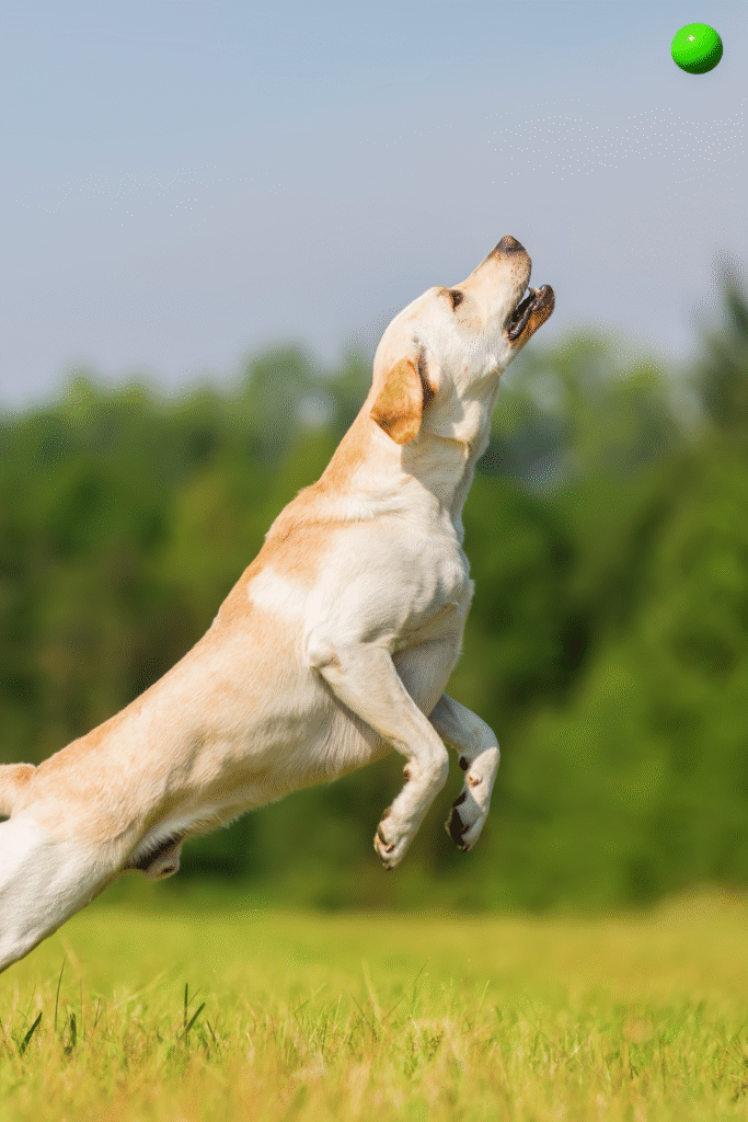 1. Training Your Labrador Retriever